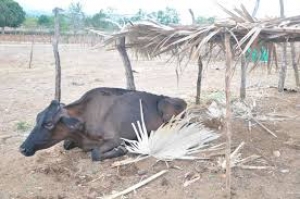 Más del 30% trabaja en agricultura, pesca y ganadería en ocho provincias, actividades afectadas por lluvias